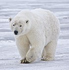 Female polar bear